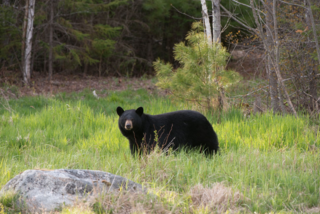 Maine black bear