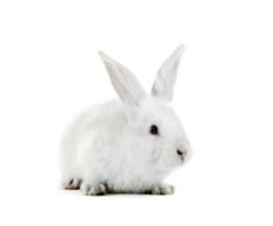 Rabbit_white