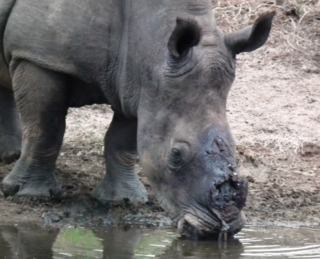 Poachers and Trophy Hunters Conspiring to Hurt Endangered Rhinos