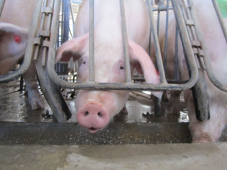 Brazil Adds Its Might to the Movement to End Gestation Crates