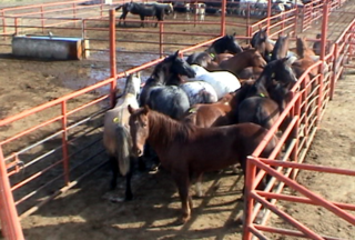 GROUP_HORSES_READY_FOR_SLAUGHTER_151369