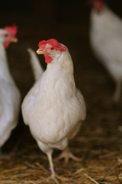 California Not Just Dreamin’ of Cage-Free
