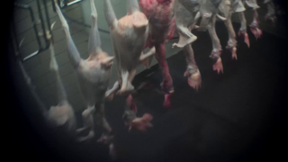 Minnesota spent hen slaughter plant