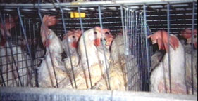 Egg-laying chickens in battery cages