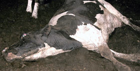 Downer cow at slaughter plant