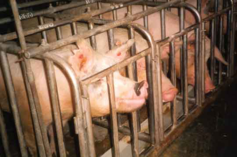 Alternatives for Pigs Crammed in Crates
