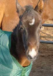 Baby horse born after mother was rescued from slaughter by The HSUS