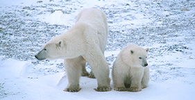 Polar bear and cub in snow