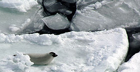 Harp seal on ice pan during Canada's seal hunt