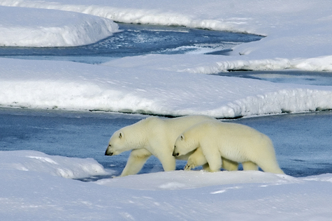Polar bear and cub walking on ice pans