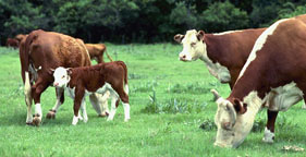 281x144_cows_grazing