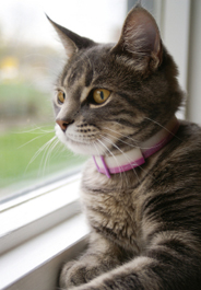 Gray tabby cat looking out window