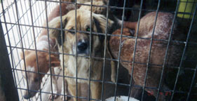 Group of dogs in crate at Class B dealer facility
