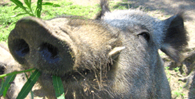 “Monster Pig” Shows Horror of Canned Hunts