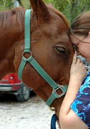 Sorrel horse involved in Missouri trailer crash