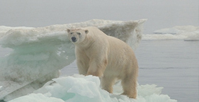 281x144_polar_bear_on_ice_2