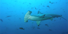 Protect Sharks, Predators of the Sea