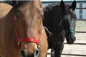 Brown and black horses rescued from slaughter by The HSUS