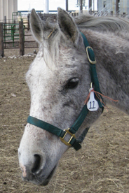 Gray horse rescued from slaughter by The HSUS