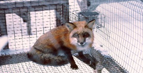 281x144_fur_fox_in_cage