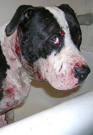Black and white pit bull dog rescued from fight