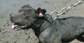 Black pit bull fighting dog on chain