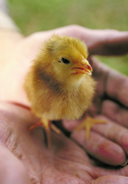 Yellow baby chick in person's hands