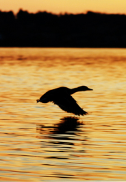 Duck flying at sunset