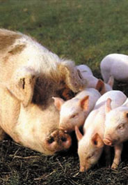 Mother pig with baby pigs
