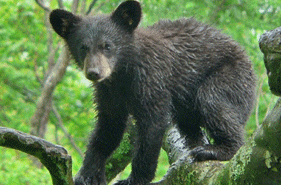 Baby black bear in tree