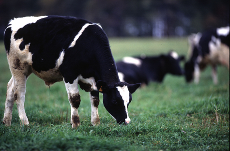 Black and white cows in grass field