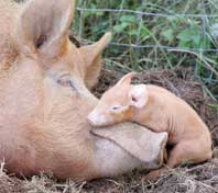 Brown mother pig and piglet