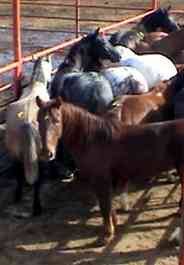 Horses in pen before slaughter