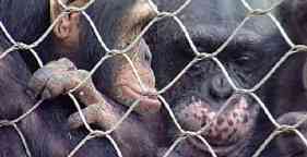 Two chimpanzees in cage