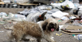 Shaggy dog in New Orleans after Hurricane Katrina