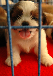 Celebs’ Pet Store Purchases Prop Up Puppy Mills