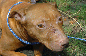 Brown pit bull dog seized from Michael Vick's property