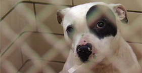 Black and white pit bull from Michigan dogfighting bust