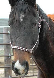 Black horse rescued from slaughter by The HSUS
