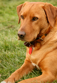 Yellow Labrador retriever dog in grass
