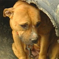 Fighting pit bull dog hiding in tube