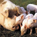 Mother pig and babies