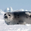 Harp seal at Canadian seal hunt