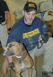 HSUS staff person with fighting pit bull dog at Ohio bust