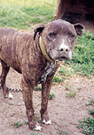 Brindle fighting pit bull chained in yard