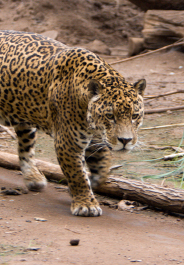 184x265_jaguar_zoo_istock
