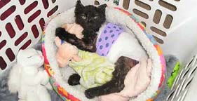 A burned kitten in bandages recovers at Forgotten Felines