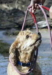 Cocker spaniel dog rescued after Hurricane Katrina