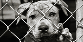 Pit bull dog behind fence at animal shelter