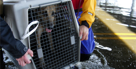 German Shepherd dog rescued after Hurricane Katrina
